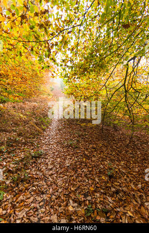 Forest of Dean, UK. 1. November 2016. Herbst in den Forest of Dean & Wye Valley Credit: David Broadbent/Alamy Live-Nachrichten Stockfoto