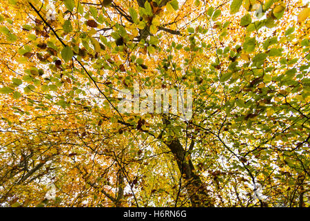 Forest of Dean, UK. 1. November 2016. Herbst in den Forest of Dean & Wye Valley Credit: David Broadbent/Alamy Live-Nachrichten Stockfoto