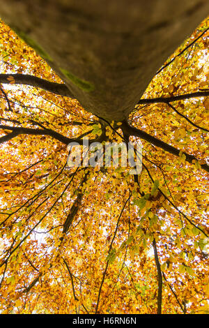 Forest of Dean, UK. 1. November 2016. Herbst in den Forest of Dean & Wye Valley Credit: David Broadbent/Alamy Live-Nachrichten Stockfoto