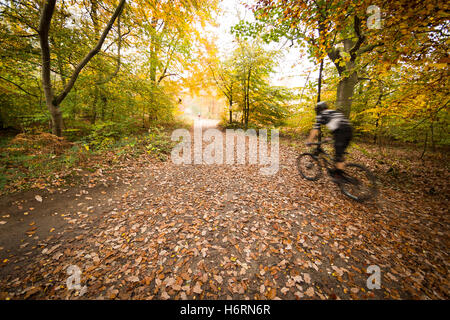 Forest of Dean, UK. 1. November 2016. Herbst in den Forest of Dean & Wye Valley Credit: David Broadbent/Alamy Live-Nachrichten Stockfoto