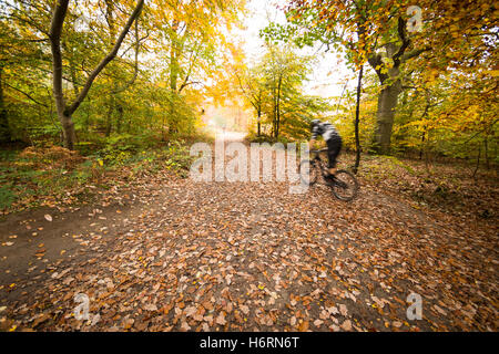 Forest of Dean, UK. 1. November 2016. Herbst in den Forest of Dean & Wye Valley Credit: David Broadbent/Alamy Live-Nachrichten Stockfoto