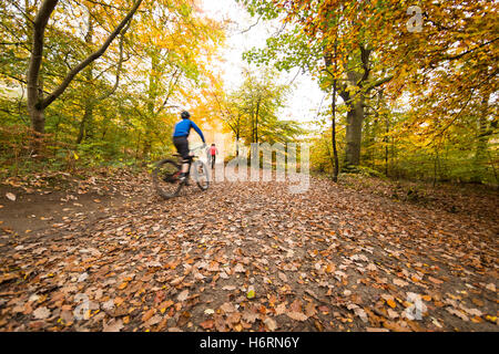 Forest of Dean, UK. 1. November 2016. Herbst in den Forest of Dean & Wye Valley Credit: David Broadbent/Alamy Live-Nachrichten Stockfoto