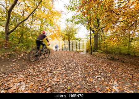 Forest of Dean, UK. 1. November 2016. Herbst in den Forest of Dean & Wye Valley Credit: David Broadbent/Alamy Live-Nachrichten Stockfoto