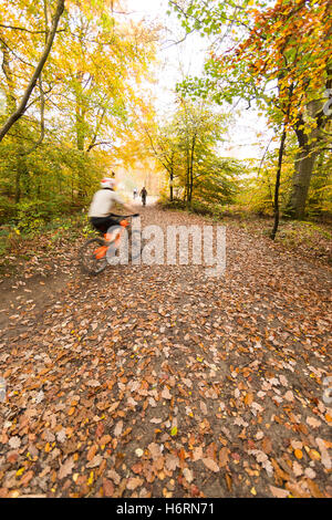 Forest of Dean, UK. 1. November 2016. Herbst in den Forest of Dean & Wye Valley Credit: David Broadbent/Alamy Live-Nachrichten Stockfoto