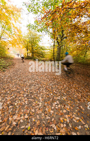 Forest of Dean, UK. 1. November 2016. Herbst in den Forest of Dean & Wye Valley Credit: David Broadbent/Alamy Live-Nachrichten Stockfoto