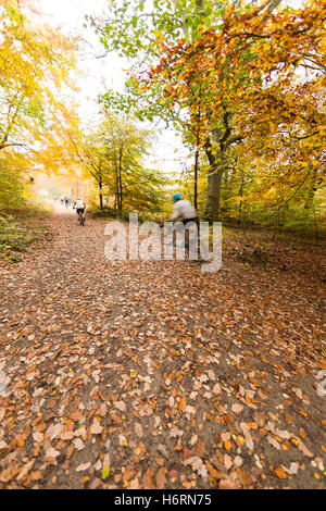 Forest of Dean, UK. 1. November 2016. Herbst in den Forest of Dean & Wye Valley Credit: David Broadbent/Alamy Live-Nachrichten Stockfoto