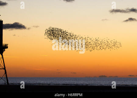 Vögel im Flug, in den Wolken Schwärme von Staren in Blackpool, Lancashire, UK fliegen. Starling murmuration bei Sonnenuntergang. Eine der großen birding Brillen der Winter ist die Stare "Vormontage Roost. Vor dem Sesshaftwerden für die Nacht, Herden dieser geselligen Vögel swoop herum bis es gibt eine enorme, wirbelnde schwarze Masse. Im Winter bis zu einer Million Vögel, Schwarm, swoop, Schieben, Schwenken und Drehen, Verschieben, wie man während der erstaunliche Luftakrobatik. Dieses Ballett in der Dämmerung ist eine pre-roosting Phänomen bekannt als starling murmuration. Stockfoto