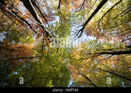 Glasgow, Schottland. 1. November 2016. Herbstfarben in den Bäumen im Pollok Country Park, Glasgow Credit: Tony Clerkson/Alamy Live News Stockfoto