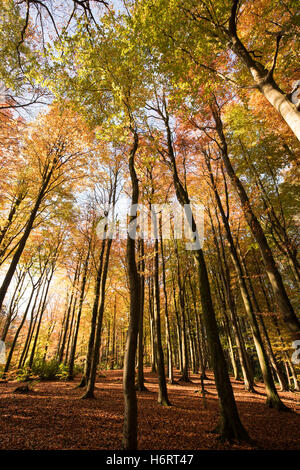 Glasgow, Schottland. 1. November 2016. Herbstfarben in den Bäumen im Pollok Country Park, Glasgow Credit: Tony Clerkson/Alamy Live News Stockfoto