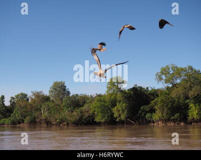 Eine energetische Herde von Schwarzmilanen im Flug über einen Fluss in Australien Stockfoto