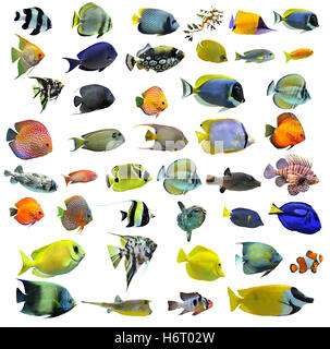 Fische Krebstiere Stockfoto