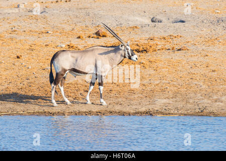 Oryx-Antilopen zu Fuß in der Nähe von Wasserloch bei Tageslicht. Wildlife Safari im Etosha National Park, die wichtigsten Reiseziel in Namibia, Afrika Stockfoto