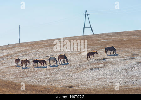 Wilde Pferde im hustai National Park Ulaanbaatar, Mongolei Stockfoto