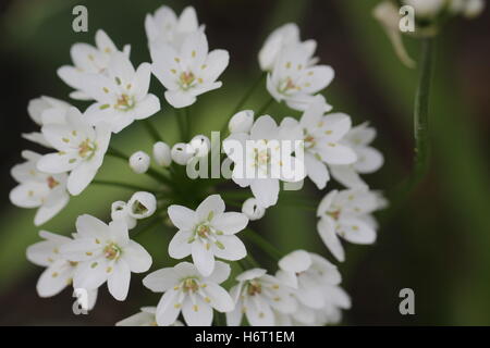 Allium Cowanii A. Neapolitanum, Neapel Lauch Stockfoto