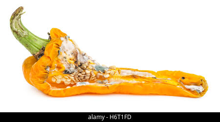 Faule gelbe Paprika isoliert auf weißem Hintergrund. Schimmelige Gemüse. Stockfoto