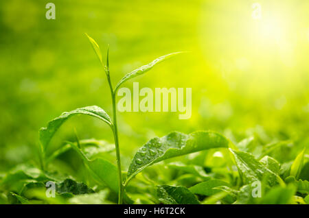 essen Nahrungsmittel Tee schön beauteously schönes Blatt landwirtschaftlichen Umwelt Enviroment Closeup Baum Garten Asien Landwirtschaft Stockfoto