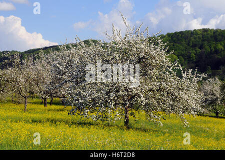 Blüte im Welzheimer Wald Stockfoto