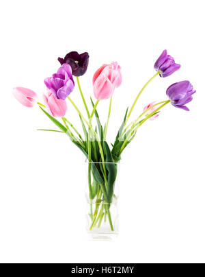 Pflanzen Blumen