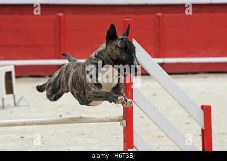 Hund Frühling Prellen Bounces Hop überspringen frisks springen Sprung Agility Sport Sport laufen laufen läuft Bewegung Verschiebung bewegen Stockfoto