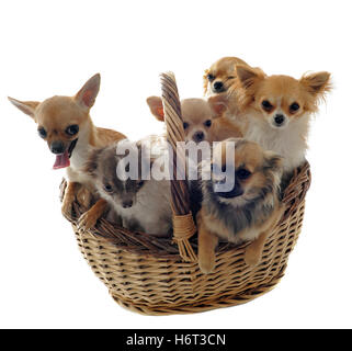 fünf Korb Hund Hunde Welpen schöne beauteously schönes Tier Haustier braun bräunlich Brünette kleine winzige kleine kurze Studio eine Stockfoto