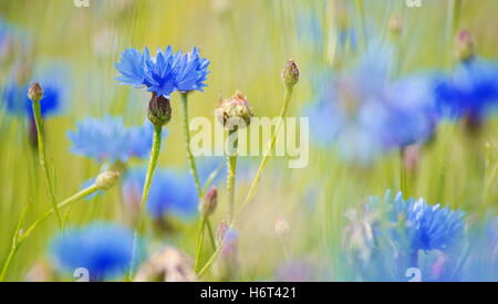 Blume Pflanze Feld Blumen Wiese Kornblume blaue Blume Pflanze Feld Blumen Hektar großen Unkraut Wiese Kornblume Feldblume feldblume Stockfoto