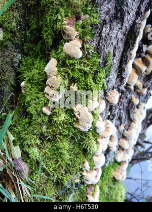 Pilz und Moos auf einem alten Baumstumpf Stockfoto