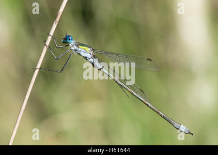 Emerald Damselfly, Lestes Sponsa. Hampshire, UK. August. Stockfoto