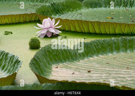 Victoria Amazonica, riesige Seerose Blume Stockfoto