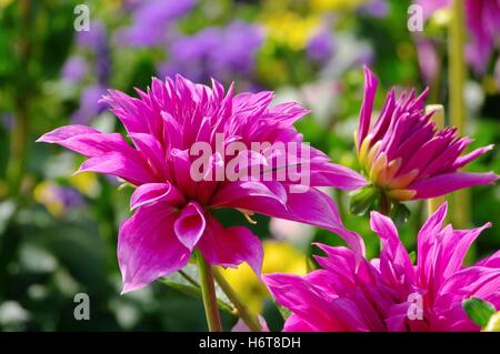 Blatt, Blume, Pflanze, grün, Blüte, Blüte, blühen, blühende, Knospe, Dahlie, Stockfoto