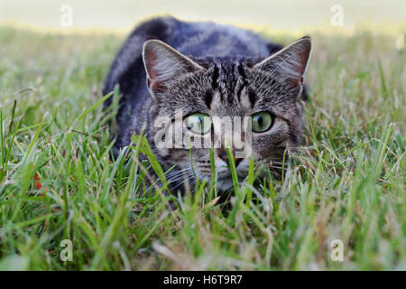 eine Katze liegen auf der Lauer Stockfoto