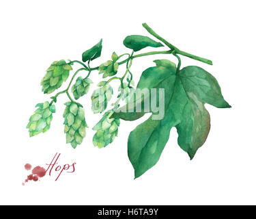 Grünen Zweig Hopfen. Aquarell Bild auf weißem Hintergrund. Stockfoto