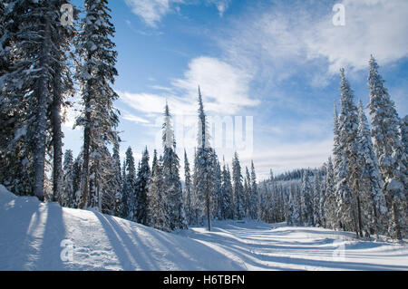 blaue Sport Sport-Baum Winter Schnee Koks Kokain Material Medikament Anästhesie süchtig machende Droge Kreuz verschneiten Amerika Kanada eingefroren Stockfoto