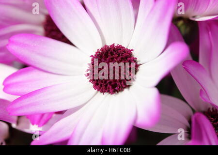 Pflanzen Blumen Stockfoto