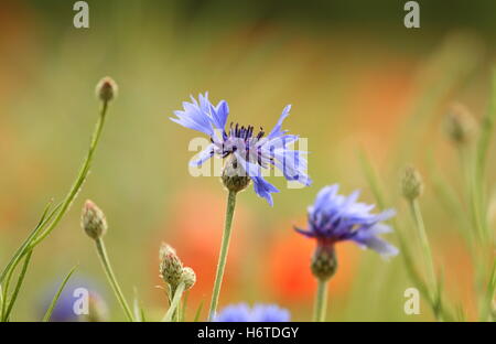 Blume Pflanze Mohn Unkraut Klatschmohns Kornblume Korn Getreide Blüte Blüte gedeihen blühende Feld Hektar großen Stiel Stiel spezifische Stockfoto