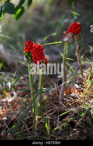 Rote Beeren wachsen unter Baumdächern schattige Bereiche Wald Waldflächen. Arum oder Kuckuck Pint oder italienische Lords-and-Ladies Arum giftige Gefahr. Stockfoto