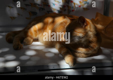 Katze, Ingwer, Tom, süß, Tier, Haustier, häusliche, feline, lustig, Schnurrhaare, weiß, Porträt, Hintergrund, Pflege, hungrig, glücklich, Fell. Stockfoto