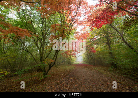 Alice holt Wald - spektakuläre Farben des Herbstes (Farben) in Wäldern in Hampshire, England Stockfoto