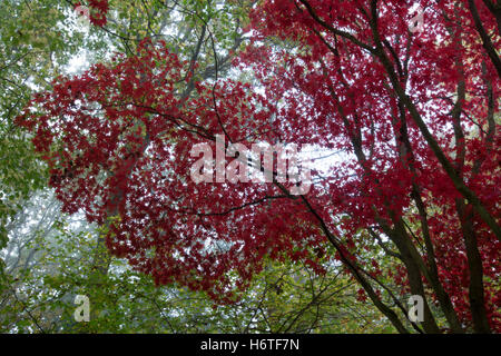 Herbst Farben (Farben) in Wäldern in Hampshire, England Stockfoto