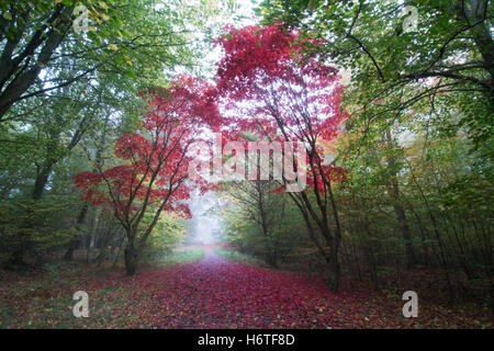 Alice holt Wald - spektakuläre Farben des Herbstes (Farben) in Wäldern in Hampshire, England Stockfoto