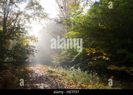 Alice holt Wald - Herbst Farben (Farben) in Wäldern in Hampshire, England mit Sonnenstrahlen durch die Bäume und Nebel glänzenden Stockfoto