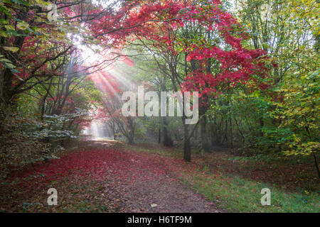 Alice holt Wald - spektakuläre Farben des Herbstes (Farben) in Wäldern in Hampshire, England mit Sonnenstrahlen scheint durch Ahorn Stockfoto