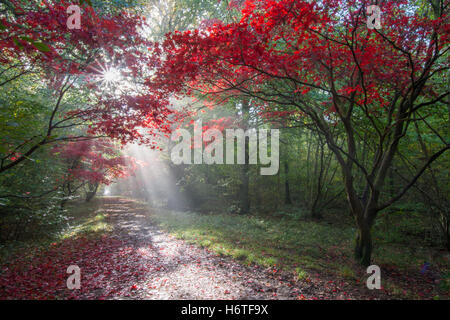 Alice holt Wald - spektakuläre Farben des Herbstes (Farben) in Wäldern in Hampshire, England mit Sonnenstrahlen scheint durch Ahorn Stockfoto