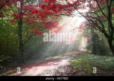 Alice holt Wald - spektakuläre Farben des Herbstes (Farben) in Wäldern in Hampshire, England mit Sonnenstrahlen scheint durch Ahorn Stockfoto