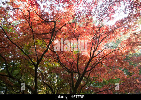 Spectacular autumn colours (colors) in woodland in Hampshire, England Stockfoto