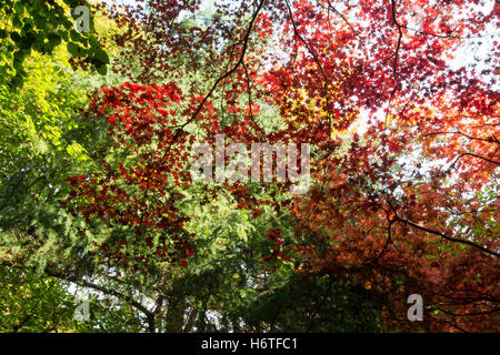 Alice holt Wald - spektakuläre Farben des Herbstes (Farben) in Wäldern in Hampshire, England Stockfoto