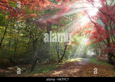 Alice holt Wald - spektakuläre Landschaft mit Farben des Herbstes (Farben) in Wäldern in Hampshire, England und Sonnenstrahlen scheint durch Ahorn Stockfoto