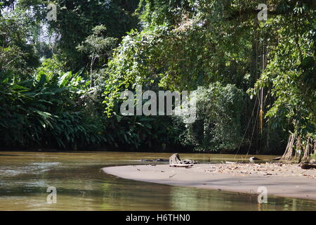 Tortuguero Kanal Landschaft, Costa Rica Stockfoto