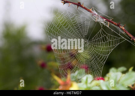 anderer Art Stockfoto