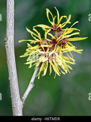 Winter-Blüte Hamamelis Stockfoto