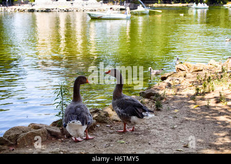 Enten in der Nähe von malerischen 1786 ionischen Stil Tempel inmitten eines malerischen Sees & zugänglich durch einen Holzsteg an Borghese Garten in Rom. Stockfoto